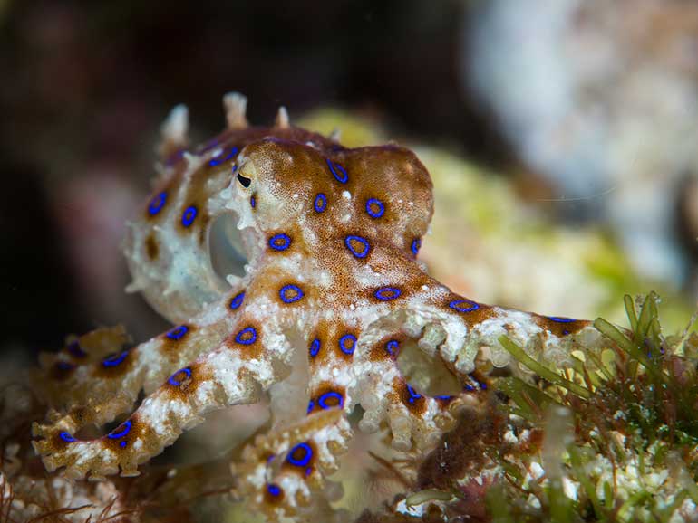 blue-ringed-octopus-komodo