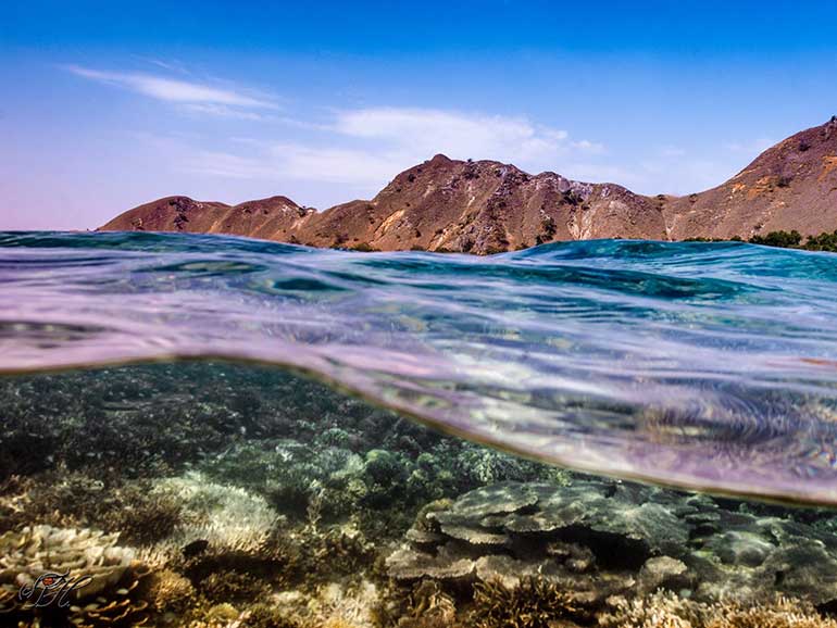 underwater komodo