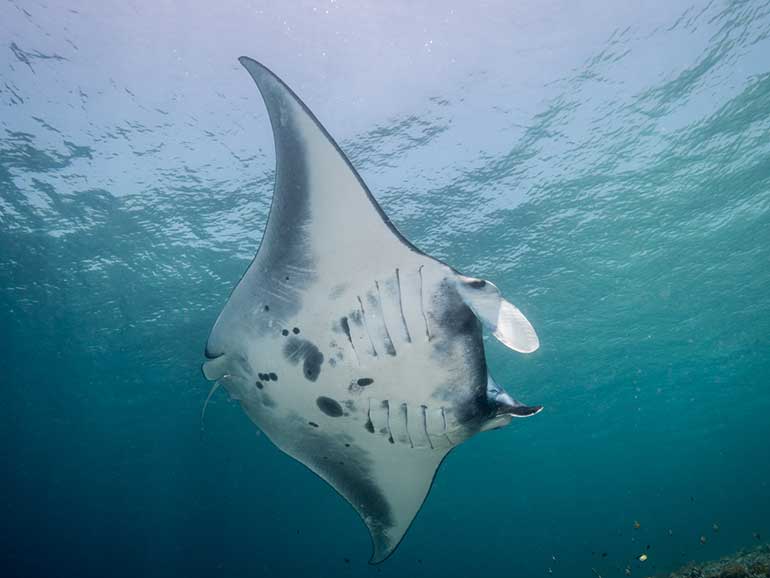 manta ray from below