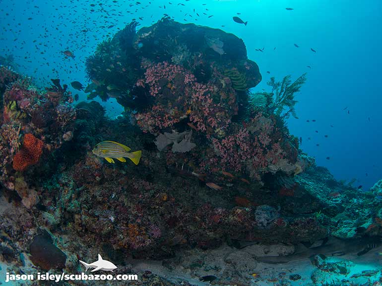 reef, shark and sweetlips