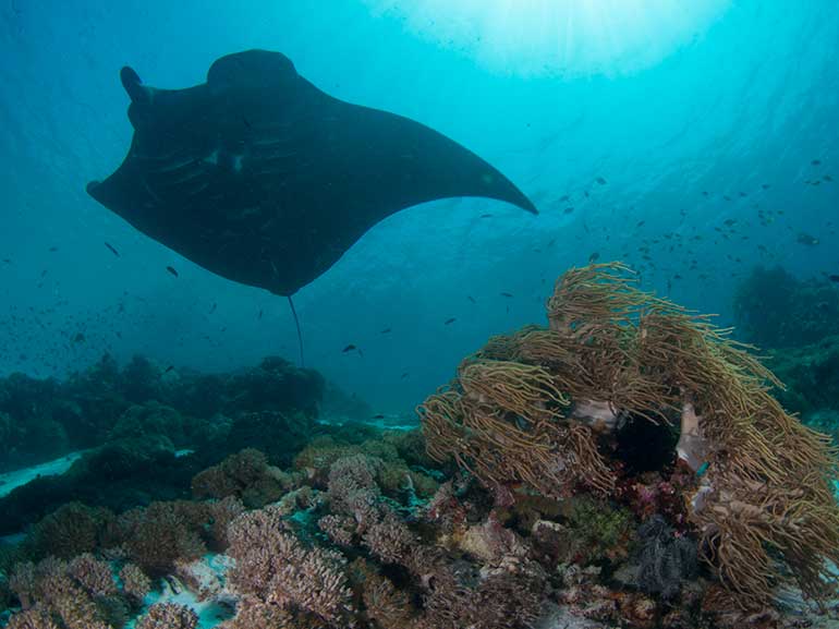 dive with manta rays komodo