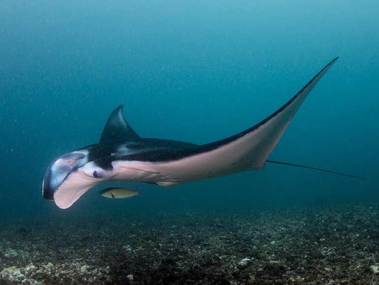 reef manta ray komodo