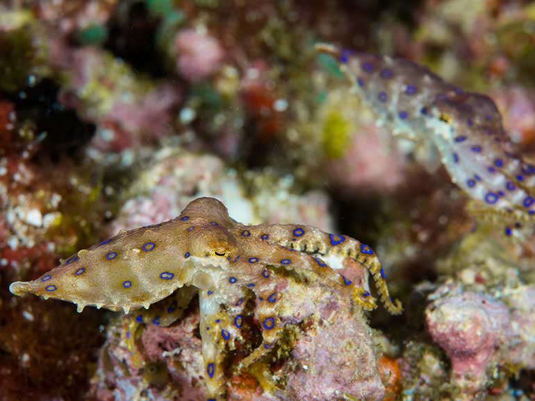 blue-ringed octopus komodo