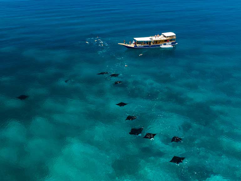 diving with manta rays komodo