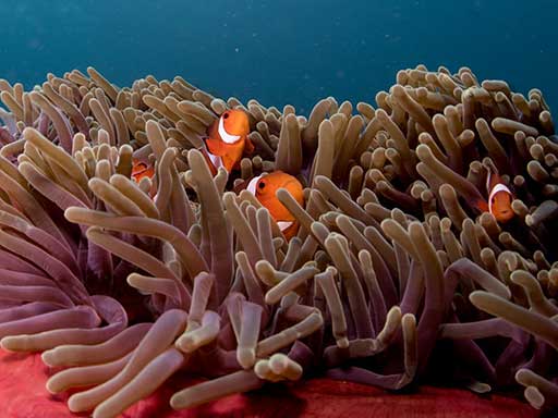 clownfish nemo komodo national park