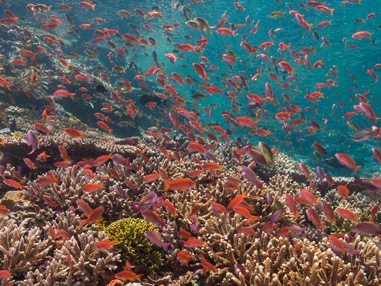 coral reef landscape