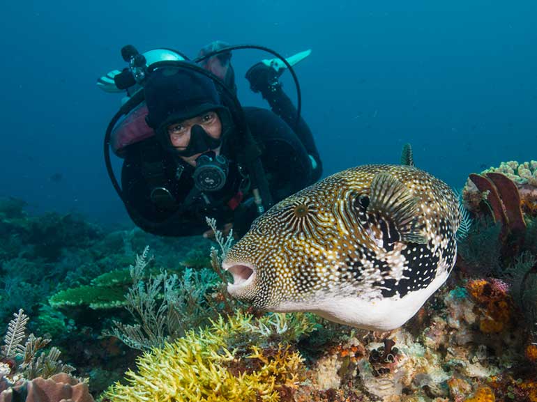 diver and pufferfish