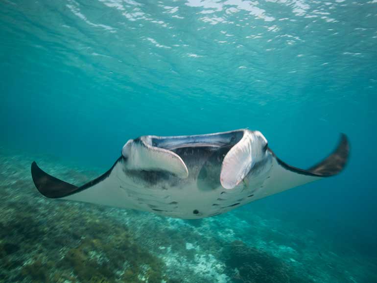 manta ray