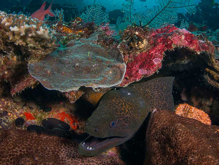 moray eel