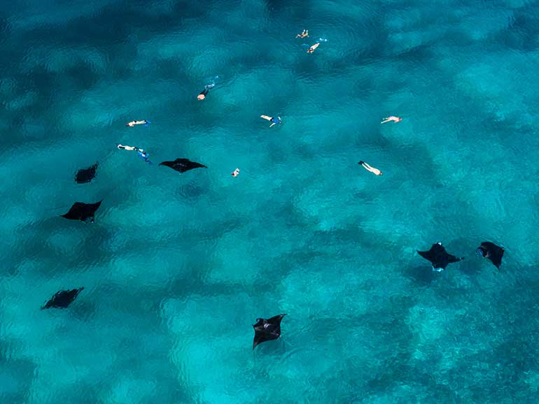 snorkeling with mantas komodo