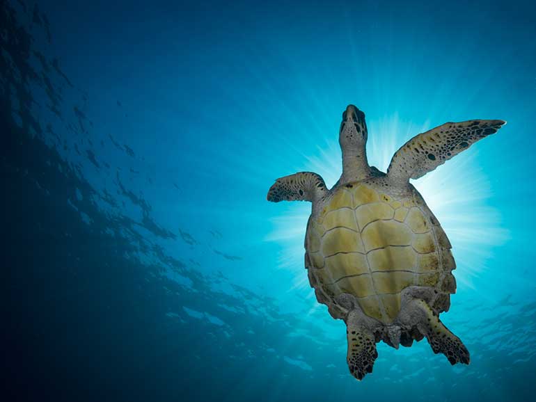 snorkel with turtles