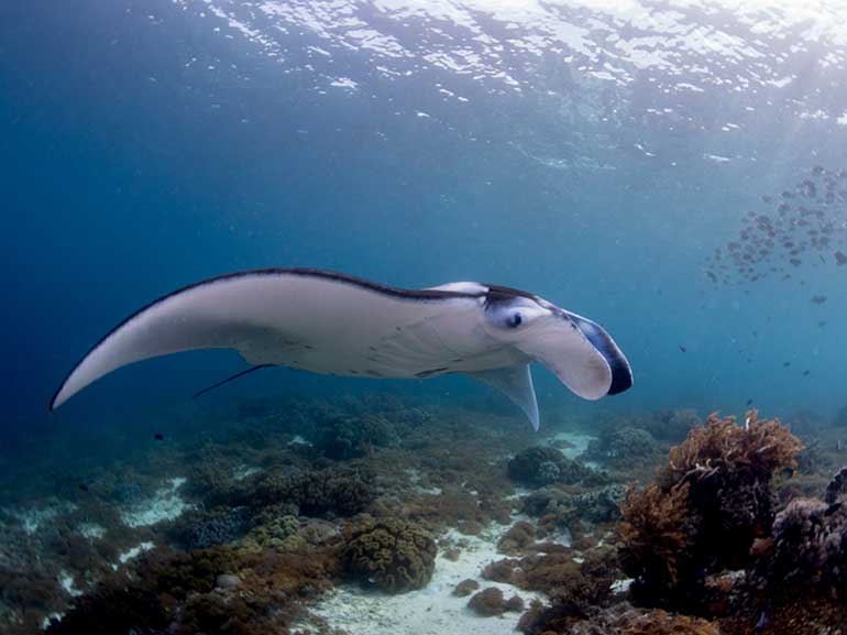 manta rays komodo