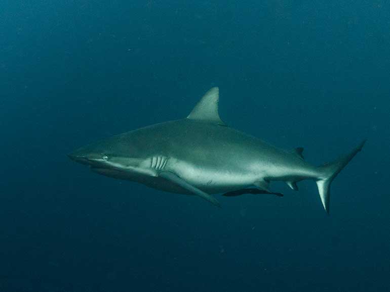 sharks komodo