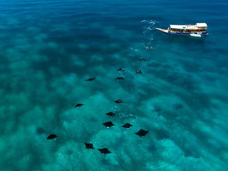 Manta Point Komodo