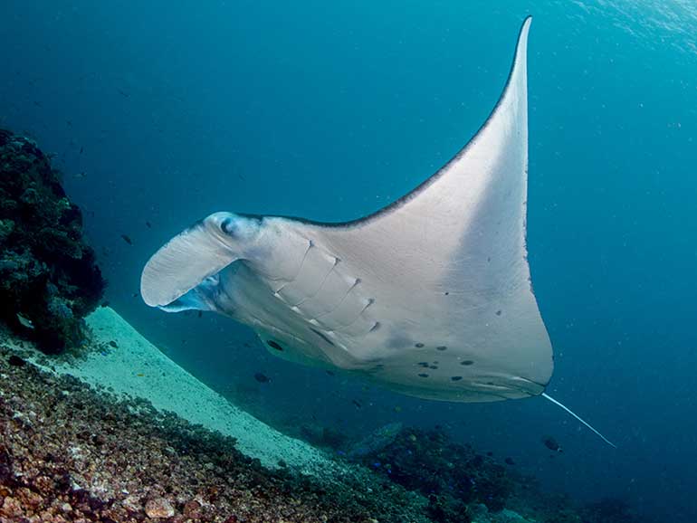 dive with mantas komodo