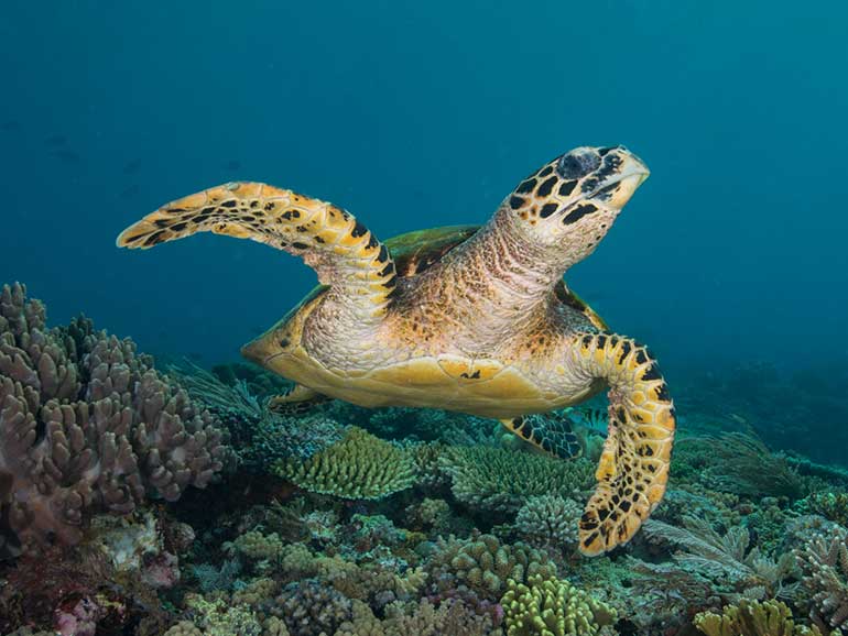 turtle dive komodo