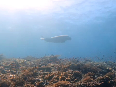 dugong dive komodo