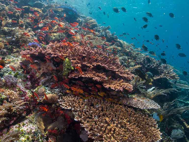 batu bolong dive komodo