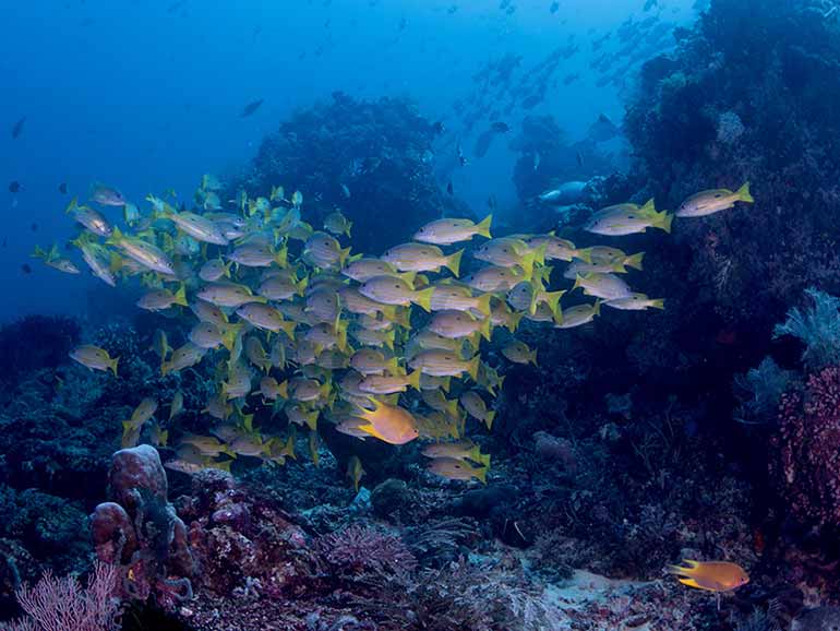 crystal rock komodo dive