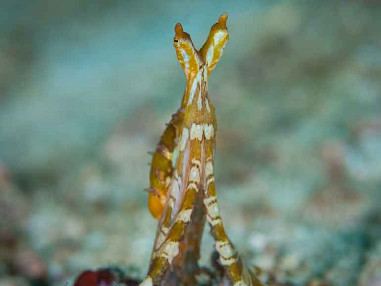 gindang dive site komodo