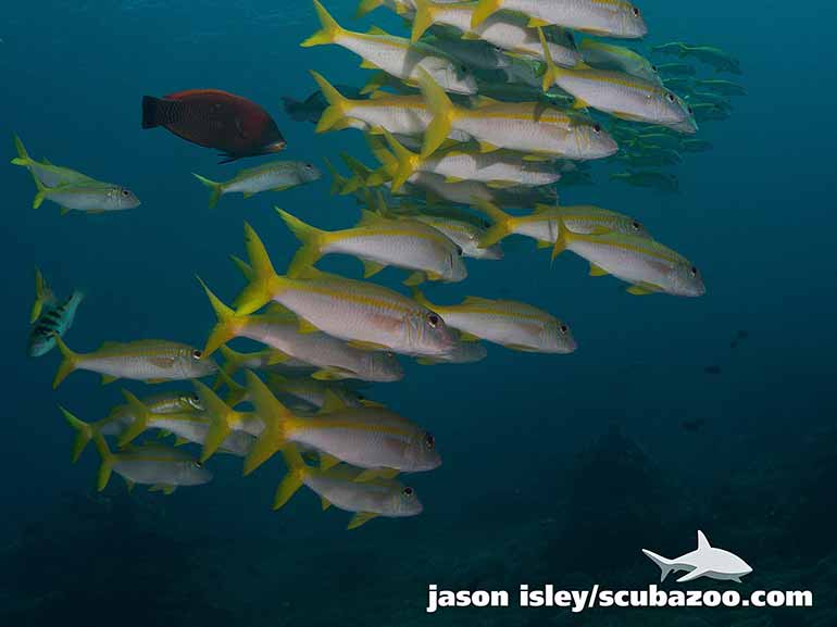 north komodo diving season