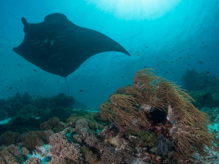 manta ray komodo