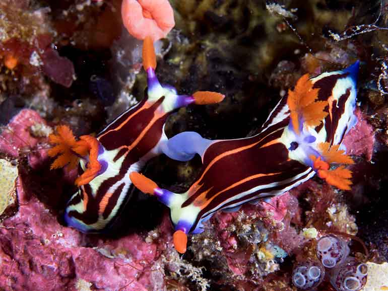 nudibranchs komodo