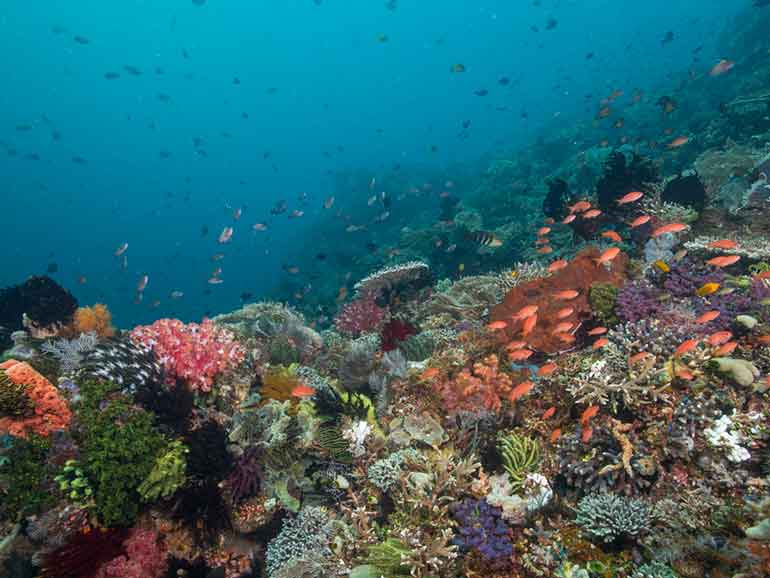 polis point dive komodo