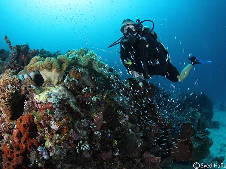 Central | Scuba Junkie Komodo