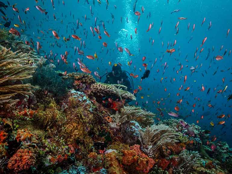 Tarawa besar dive komodo