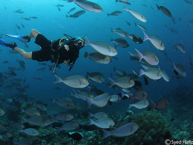 the cauldron dive komodo