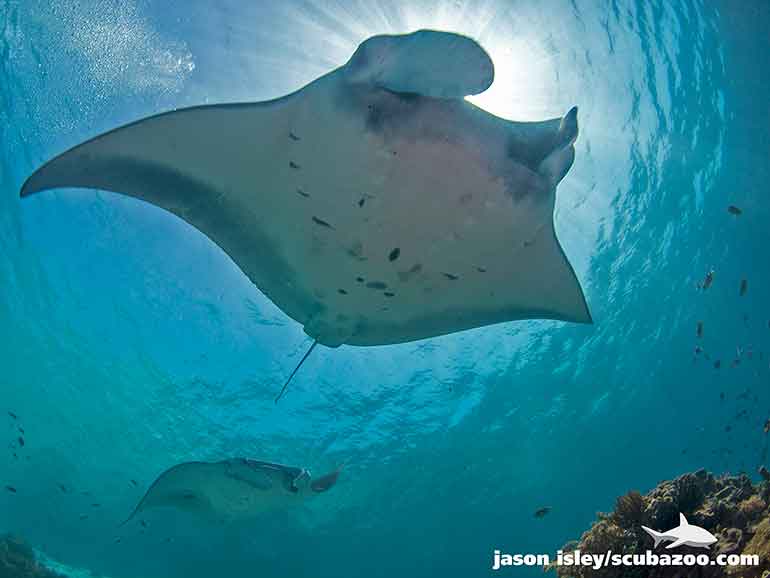 komodo diving seasons