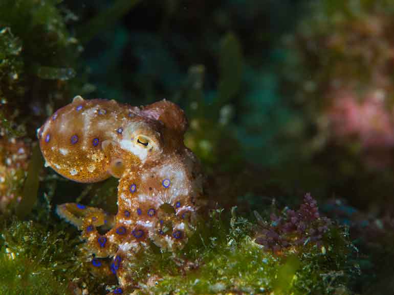 wainilu dive site komodo