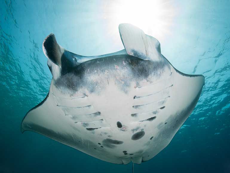 komodo diving