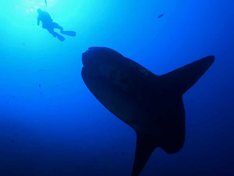 Nusa penida diving