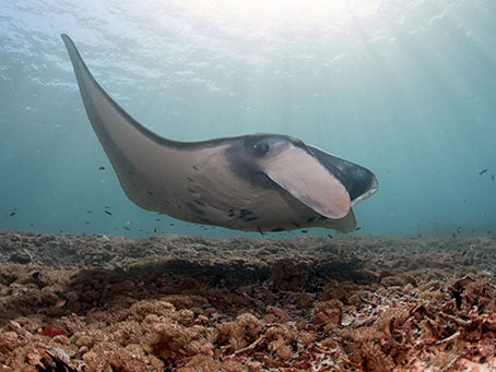 manta ray