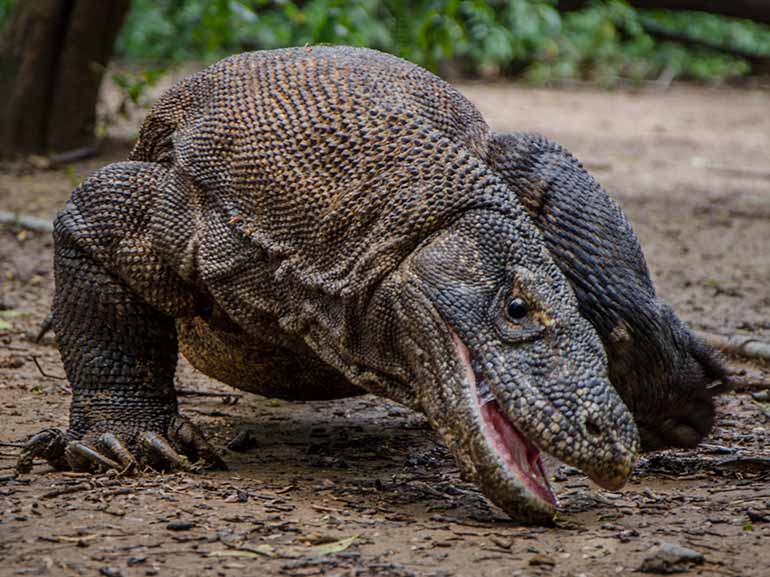 komodo dragon