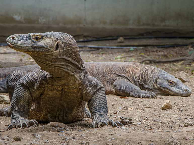 komodo dragons rink