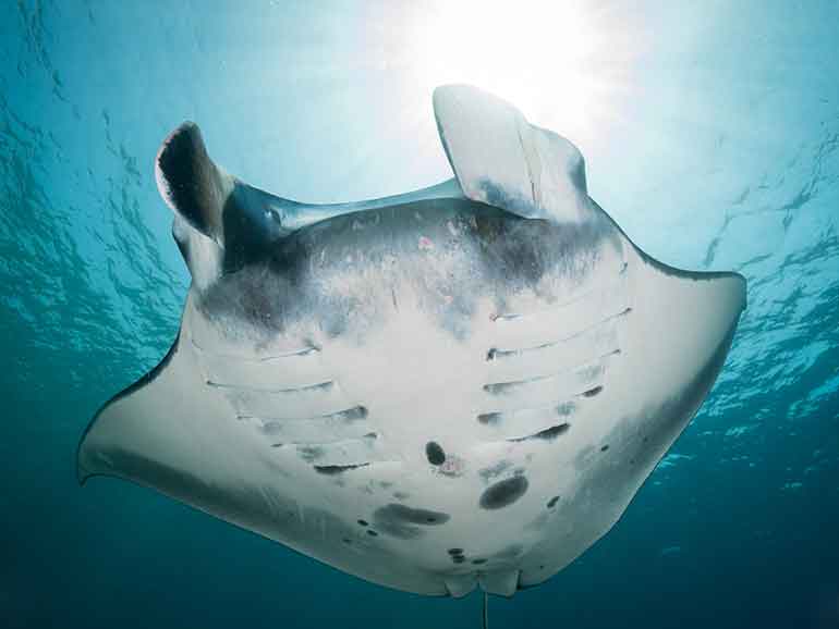 manta ray komodo