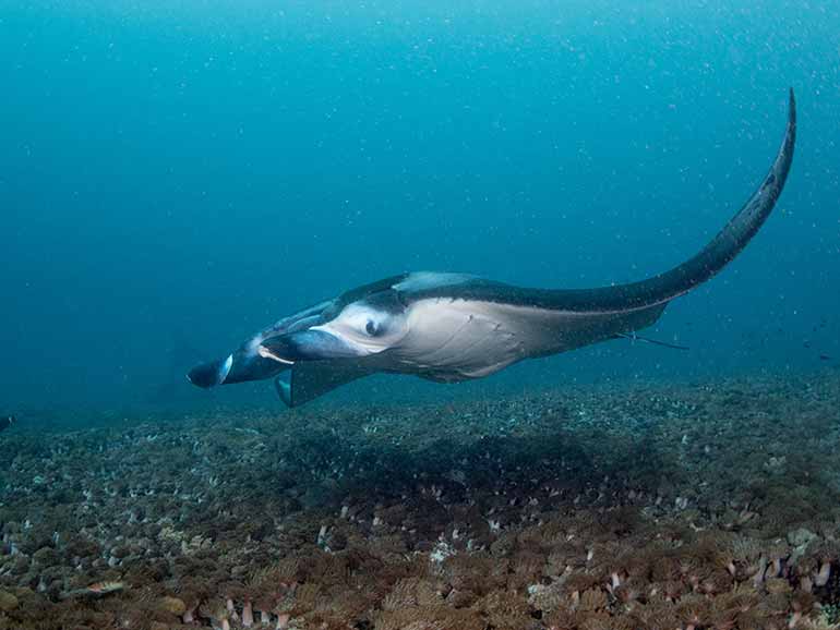 central komodo season