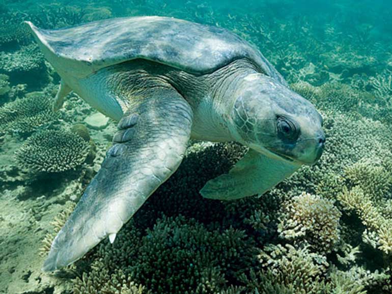 flatback sea turtle