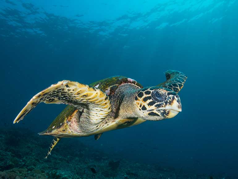 hawksbill turtle