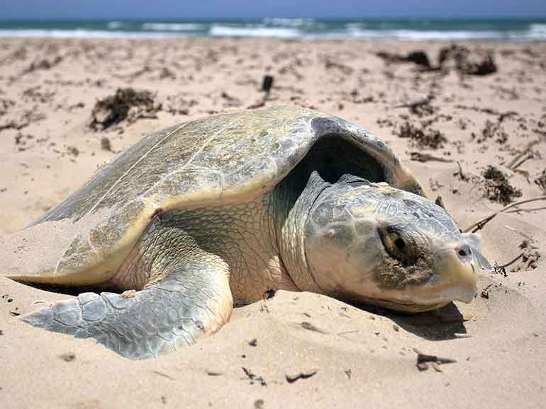 kemps Ridley turtle