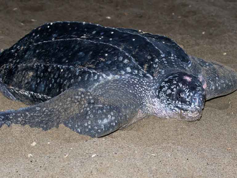 leatherback turtle