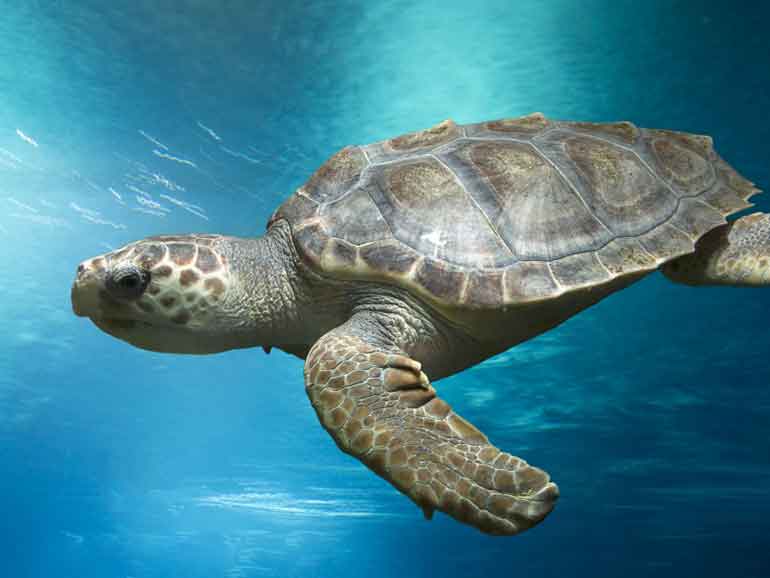 loggerhead turtle