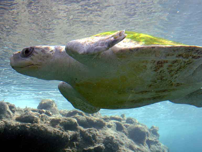 olive Ridley turtle