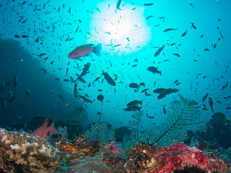 PADI advanced course komodo diving