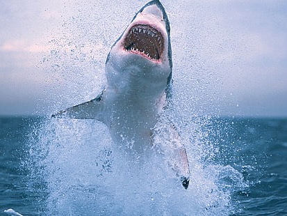 Great white shark 
