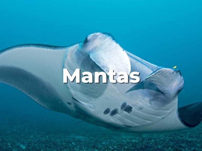 manta rays komodo