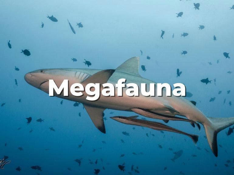megafauna komodo